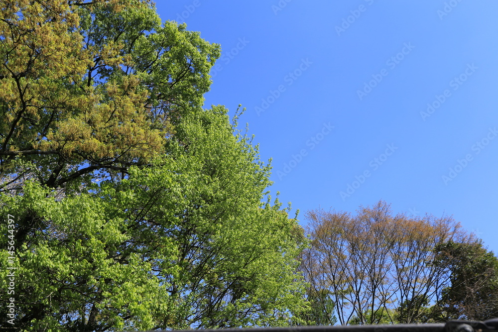 Obraz premium 新緑と青空