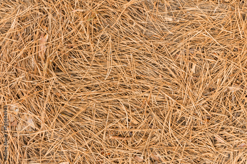 Dry brown pine needles crumbled together with cones to the ground