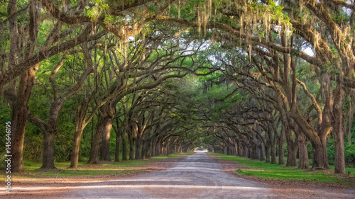 Fotografía Dirt road into Wormsole Plantation lined with Live oaks draped in Spanish Moss