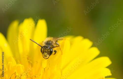 Whimsical sweat bee face peeking over a yellow flower