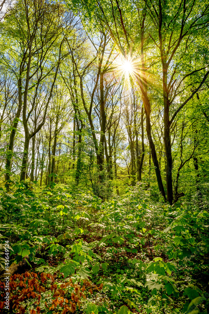 Fototapeta premium Idyllischer Wald mit durch die Bäume scheinender Sonne