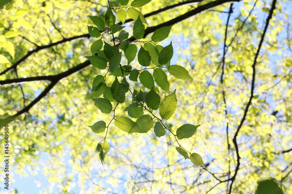 Obraz premium 新緑