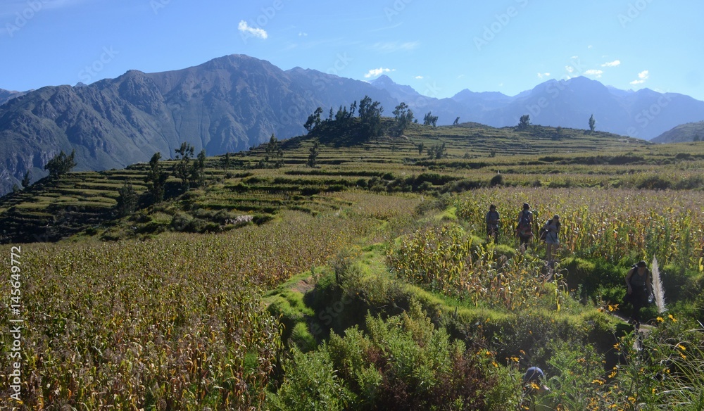 Hikers passing through a maze of corn fields in the Peruvian Mountains on a beautiful blue sky spring day.