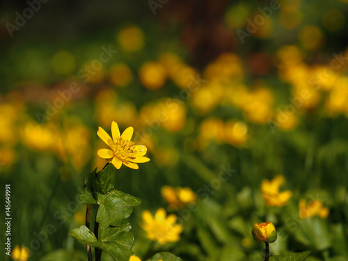 Bright yellow flower at the meadow