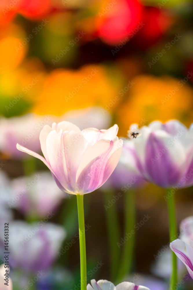 Obraz premium Tulip. Beautiful bouquet of tulips. colorful tulips.