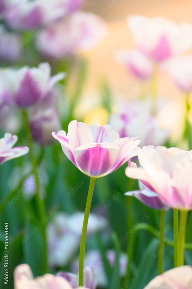 Tulip. Beautiful bouquet of tulips. colorful tulips. Tulip. Beautiful bouquet of tulips. colorful tulips.