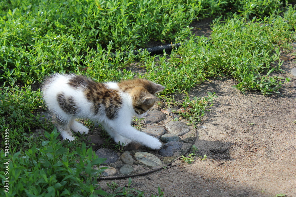 Small kitten walking on the lawn 20215