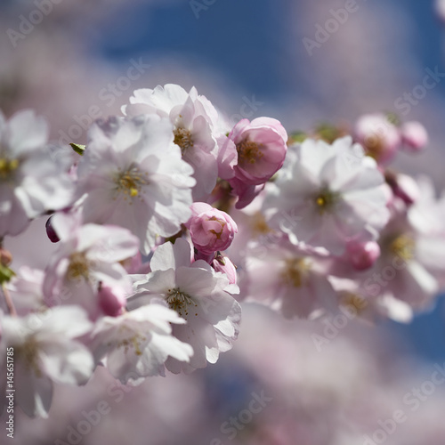 kirschblüte 09 © maunzel