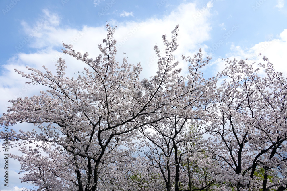 青空と桜の木々_647 青空と桜の木々_647