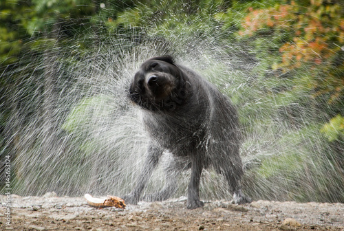 black lab shaking