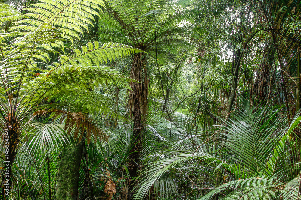 Fern trees greenery in tropical jungle forest Fern trees greenery in tropical jungle forest