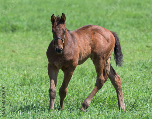 Thoroughbred Foal