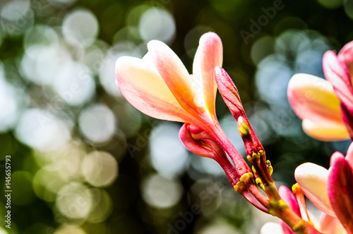 pumeria with bokeh background, flower pink color photo