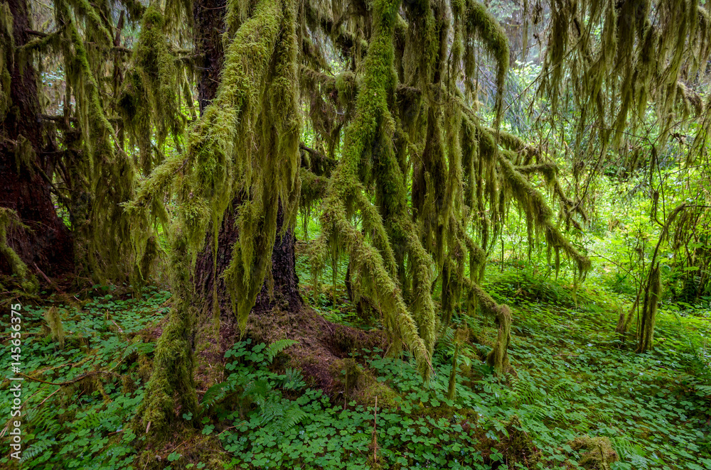 Fototapeta premium Moss covered trees, Olympic National Park