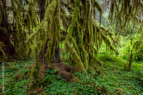 Moss covered trees  Olympic National Park
