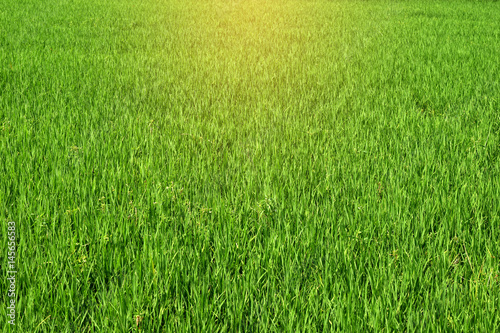 Green rice field2