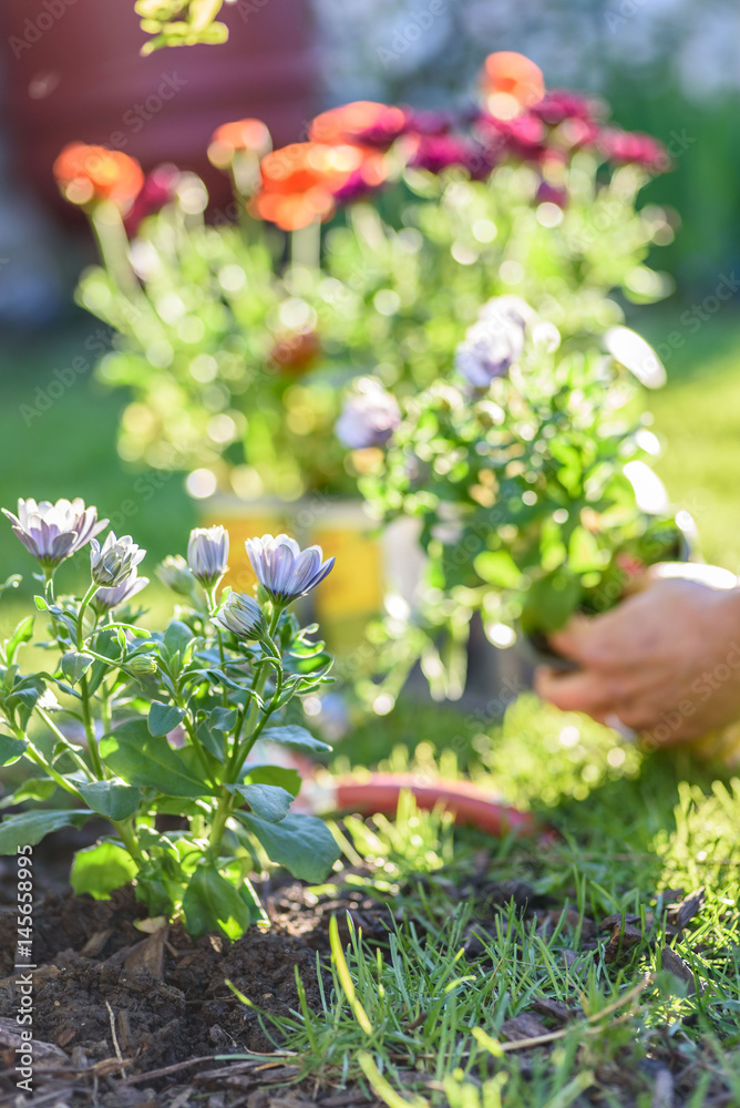woman planting colorful spring flowers in yard