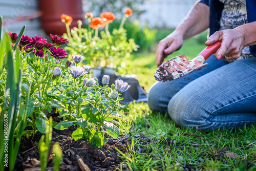 Fototapeta Naklejka Na Ścianę i Meble -  woman planting colorful spring flowers in yard