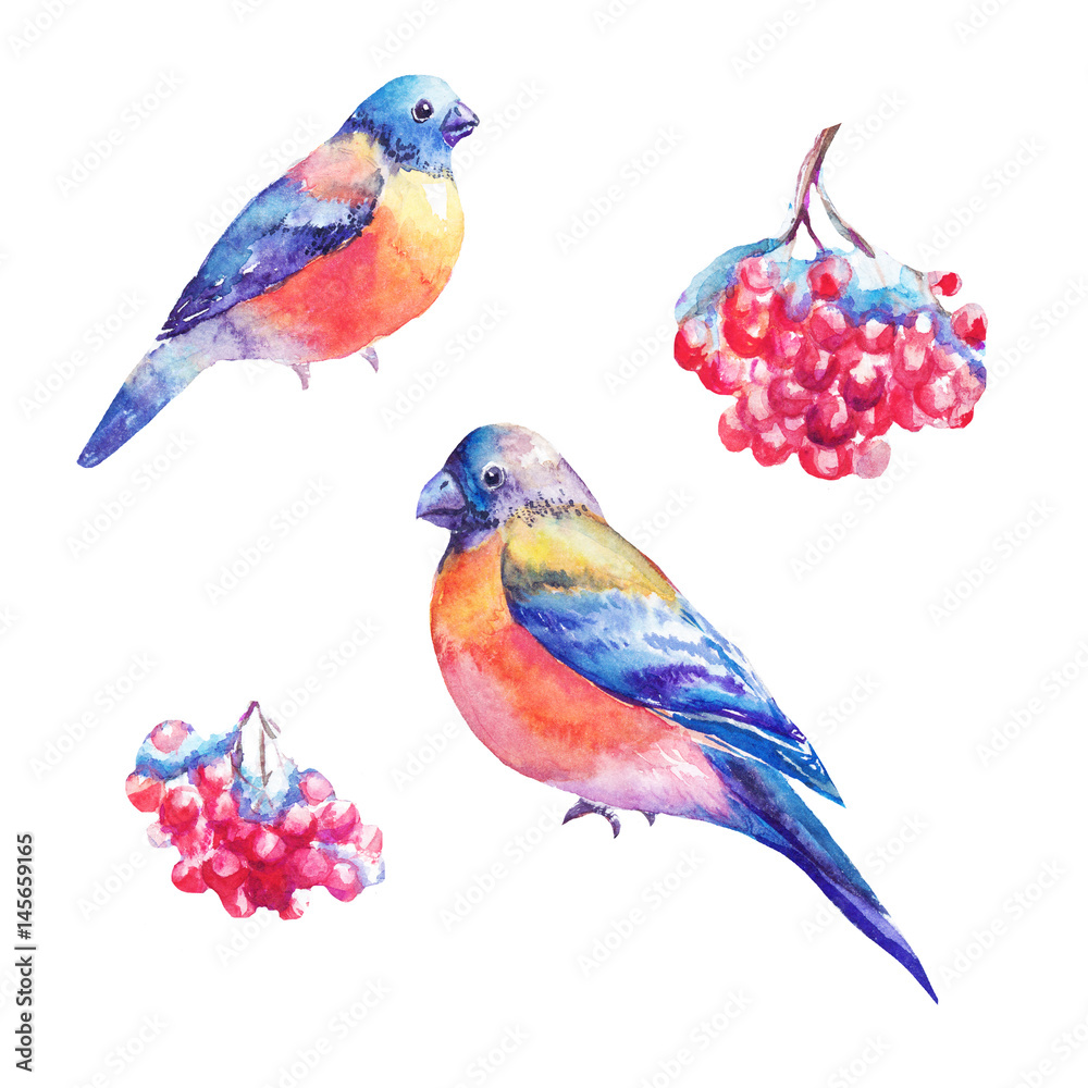 Set of watercolor bullfinches and rowan's berry. Hand painted illustrations isolated on white.
