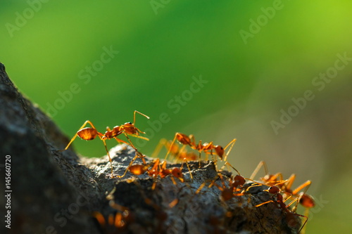 Ant, insect,Ant is on the tree. © ownza