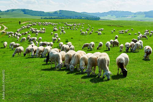 Photography The flock of sheep or goats