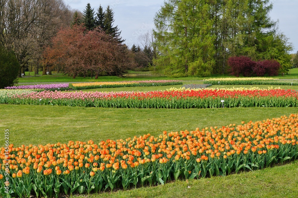  Beautiful tulips - 50,000 tulips in the Botanical Garden in Lodz - walk among the tulips 