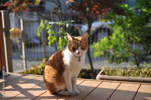 ねこ　 photo