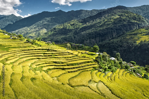 Rice fields on terraced of Annapurna Sanctuary Trek in the Himalayan in Nepal