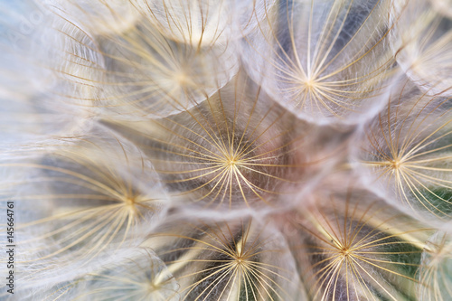 Macro dandelion flower background