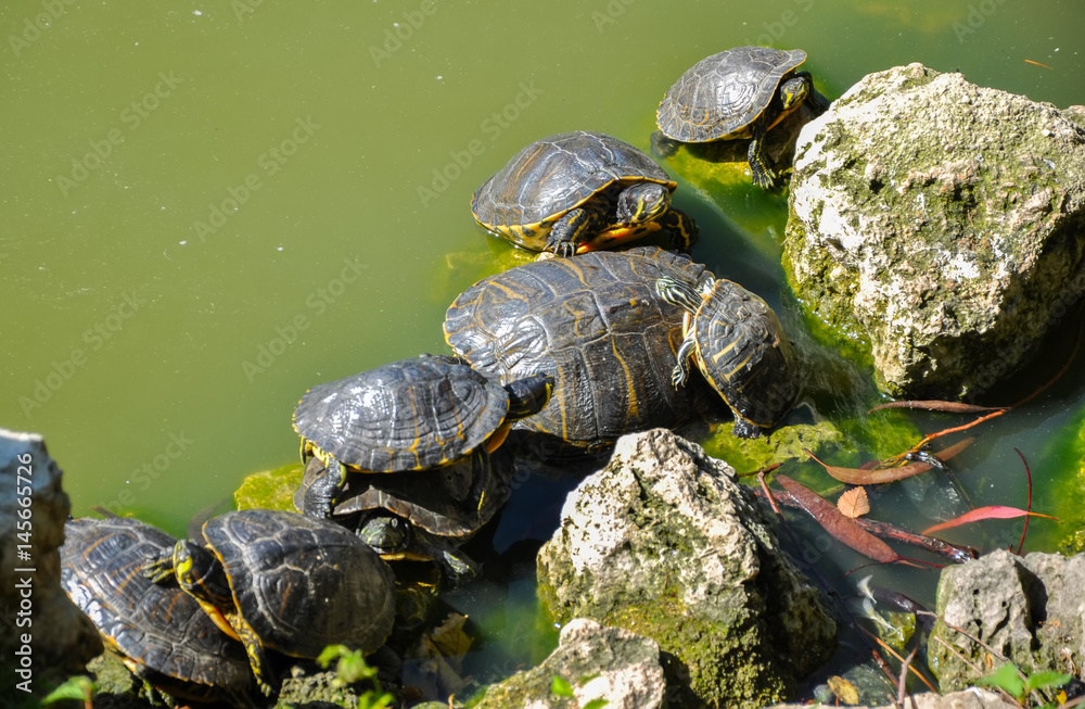 Obraz premium Group of gother tortoises in lake at sunny summer day.