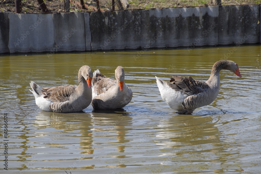Fototapeta premium The gray goose is domestic. Homemade gray goose. Homemade geese in an artificial pond