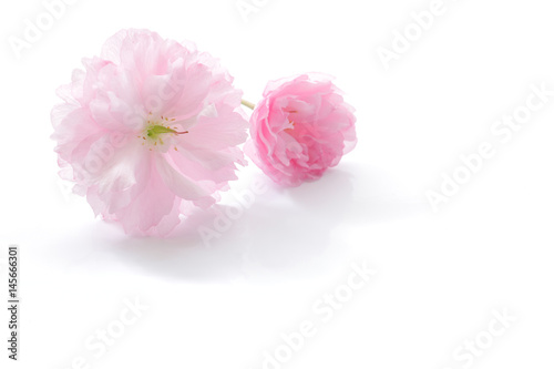 Japanese double flowered cherry blossom