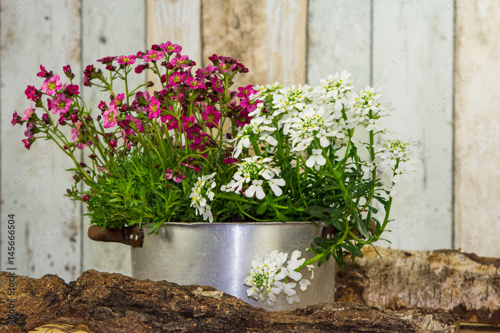 Flowers are planted in a vintage flowerpot.