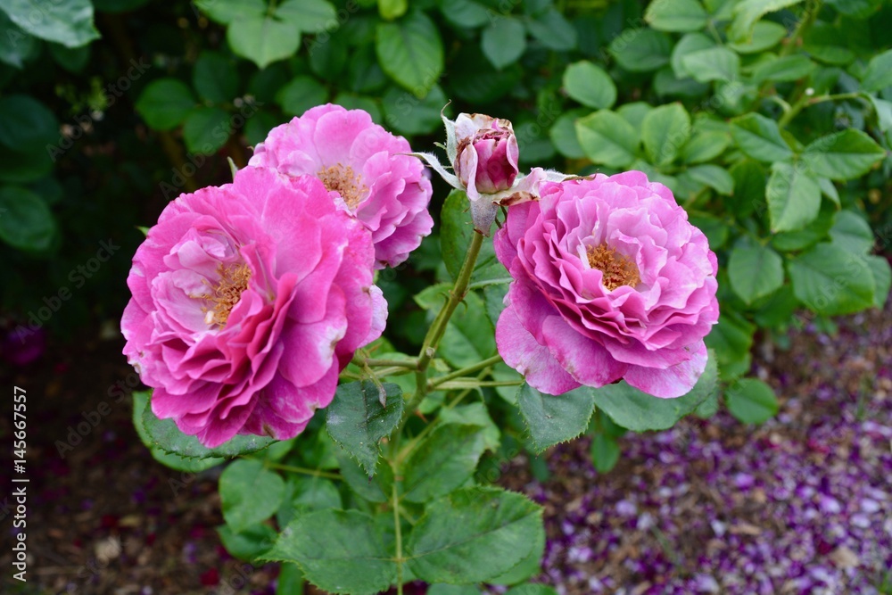 Pink Roses in Garden