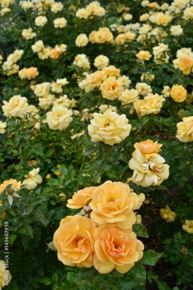 Yellow Roses in Bloom