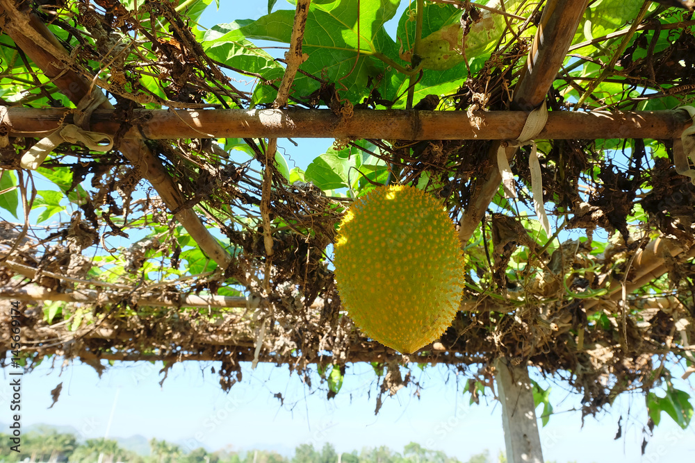 orange Gac fruit in the farm orange Gac fruit in the farm