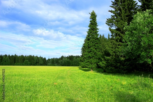 Meadow in the forest / fresh / spring 