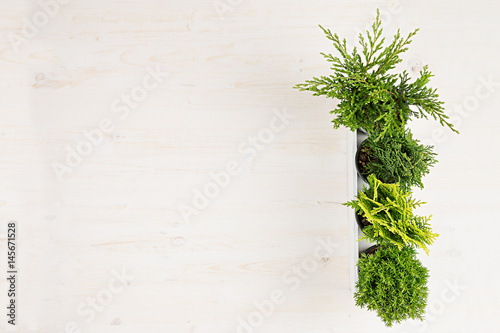 Modern interior with green young conifer plants in white box on beige wood board background with copy space top view.