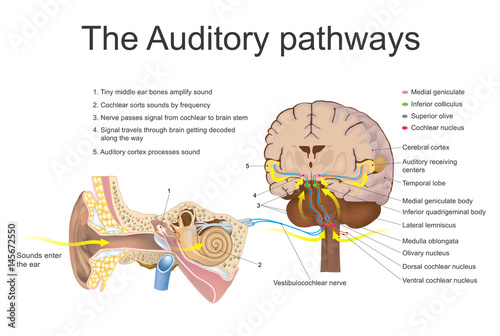 Auditory pathways. Vector graphic. photo