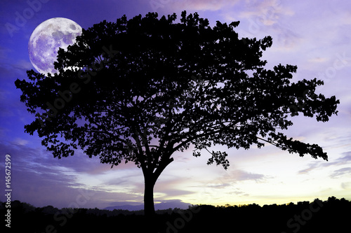 Silhouettes of lone big tree beautiful branch against dark blue sky with moon at it largest also called supermoon. lonely feeling. dream concept Elements of this image furnished by NASA © ittoilmatar