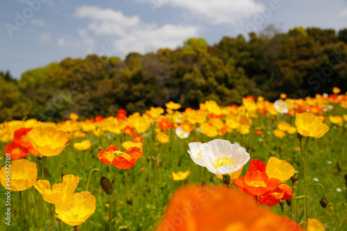 colorful flower garden   poppy 