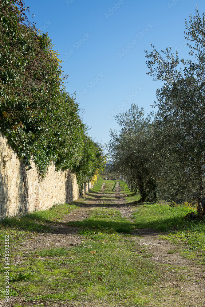 A dirt road in an olive grove along a stone fence