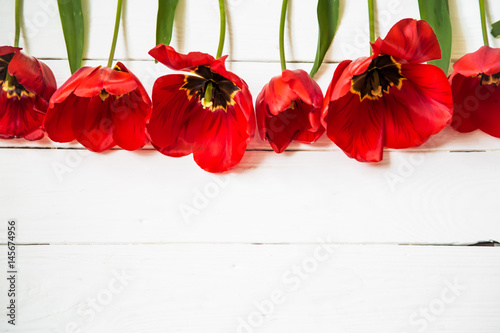 Red tulips on white wooden background, in a row