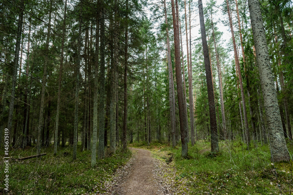 scenic and beautiful tourism roud in the forest scenic and beautiful tourism roud in the forest
