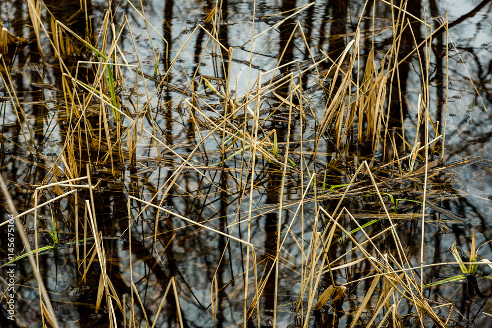 Fototapeta premium reflections of trees and grass in the swamp water