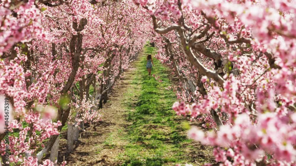 Slow motion girl playfully running through pink blossoms in orchard Slow motion girl playfully running through pink blossoms in orchard