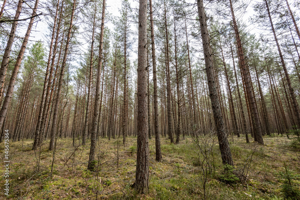 Naklejka premium trees against blue sky