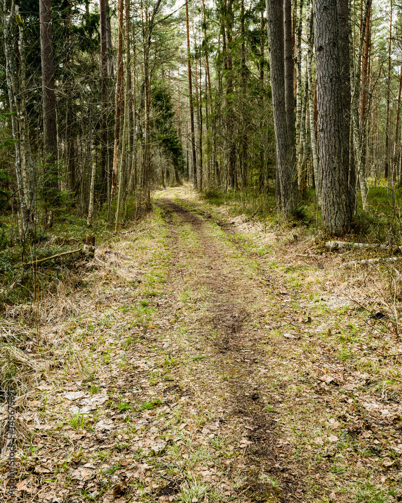scenic and beautiful tourism roud in the forest scenic and beautiful tourism roud in the forest