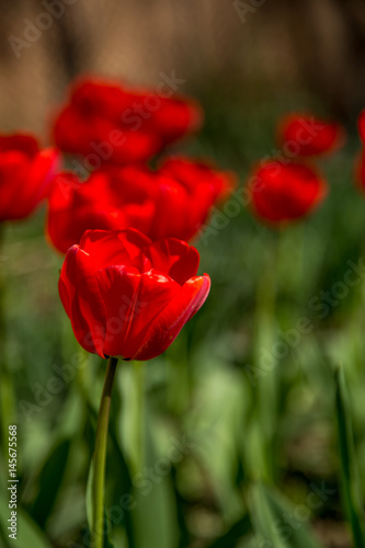 red tulips in the garden © puhimec
