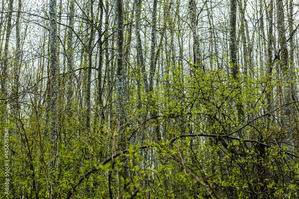 Fototapeta premium trees against blue sky